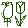 Roses Icon